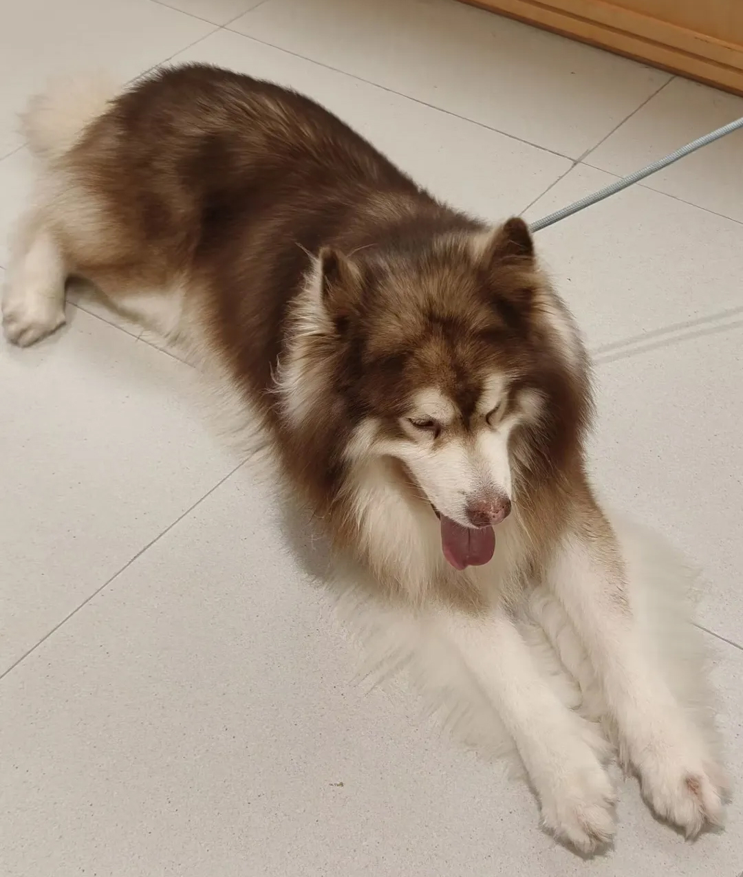 牵犬师证书 牵犬师证书