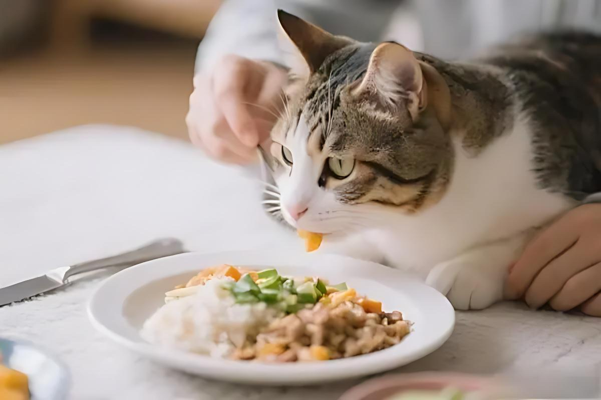 4800bb345d27b7716ac67b0bb3d93e5d.jpg 猫咪少食多餐原则