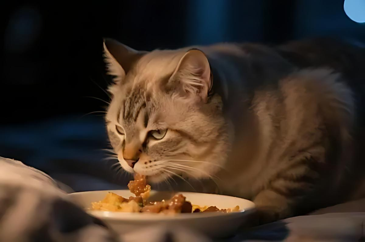 58b41a836b52173e406f1f7ef9120db1.jpg 猫咪喂养禁忌